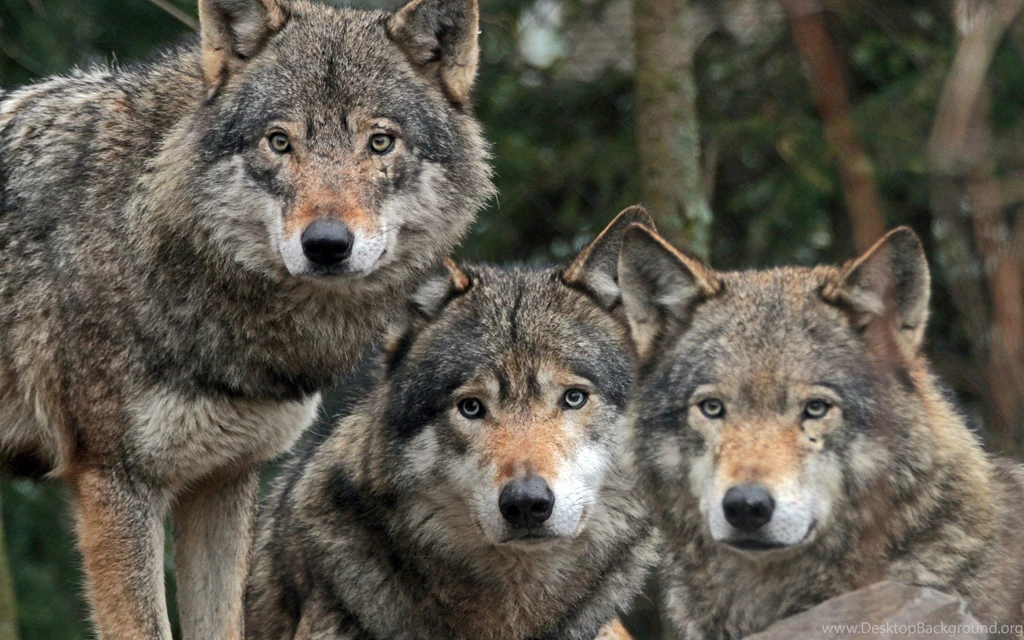 Wolf Computer Wallpapers, Desktop Backgrounds