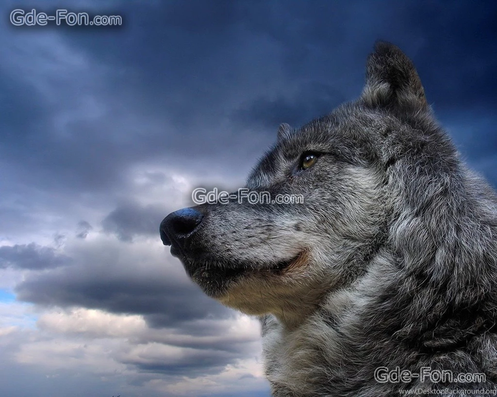 614_volk_nebo_zhivotnoe_1280x1024_www.Gde Fon.com.jpg