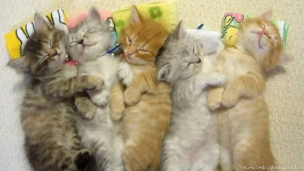 Free Cat Wallpapers   HD Wallpapers Pretty