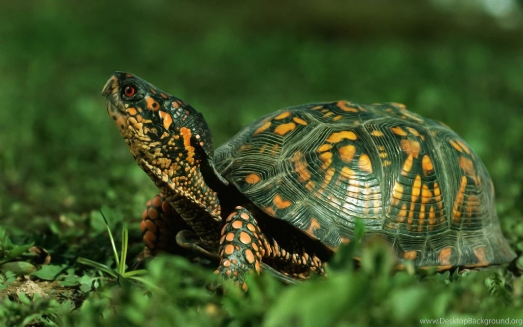 Tortoise Animal Wide HD Wallpapers