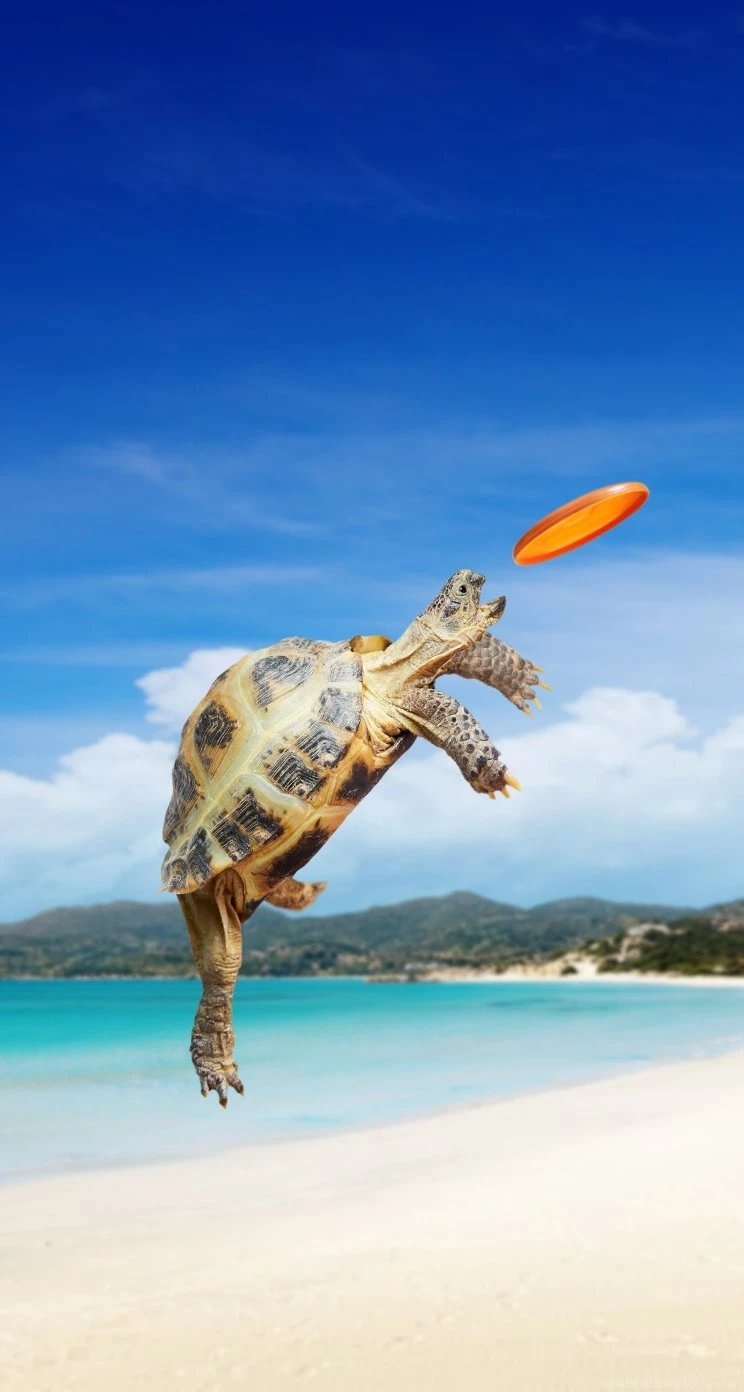 Tortoise iPhone 5s Wallpapers