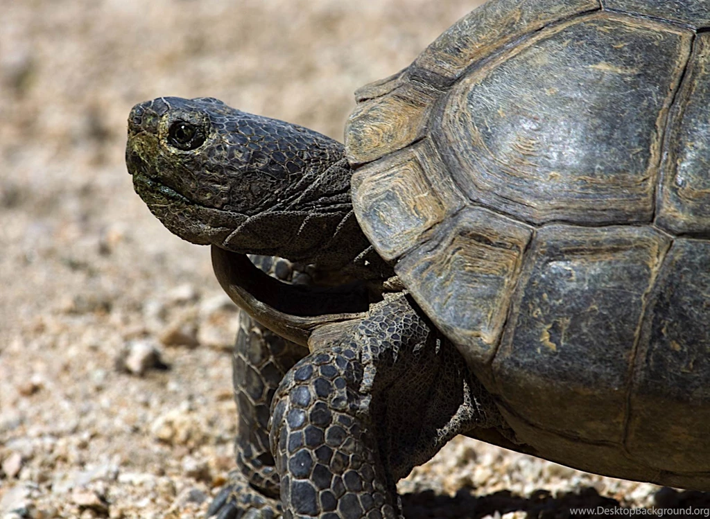 Desert Tortoise Wallpapers And Backgrounds   Animals Town