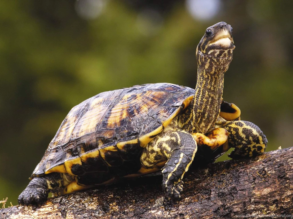 Hermann's Tortoise Babies Get Paternity Tests
