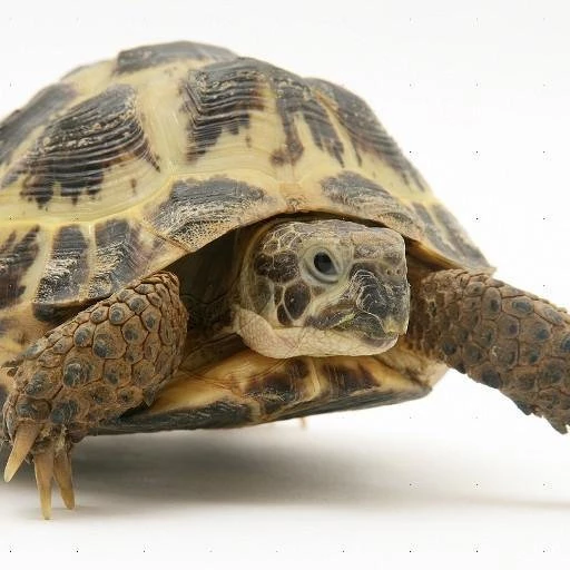 Tortoise Live Wallpapers Download   Tortoise Live Wallpapers 2.7.3 ...