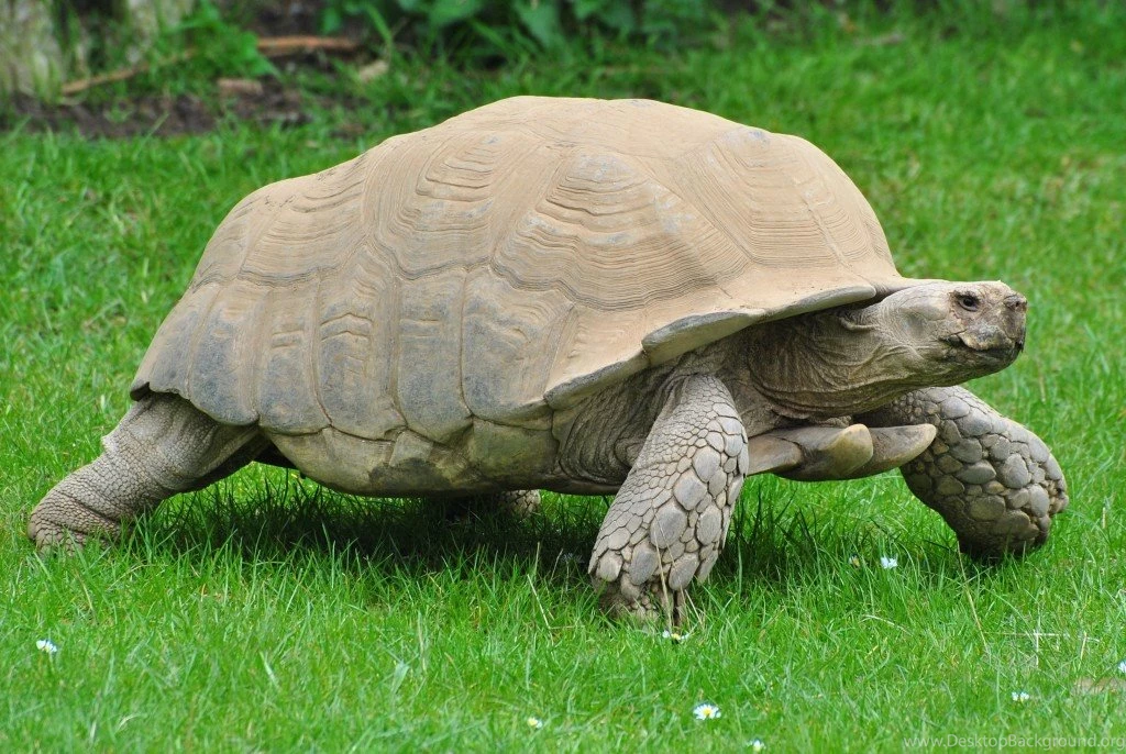 Sulcata Tortoise Wallpapers