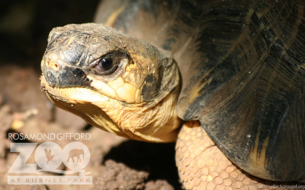 Rosamond Gifford Zoo