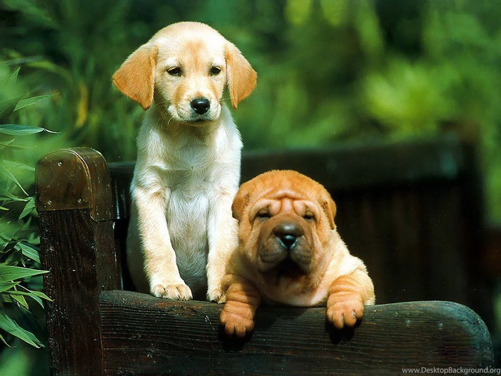Cute Dogs Wallpapers HD (8)