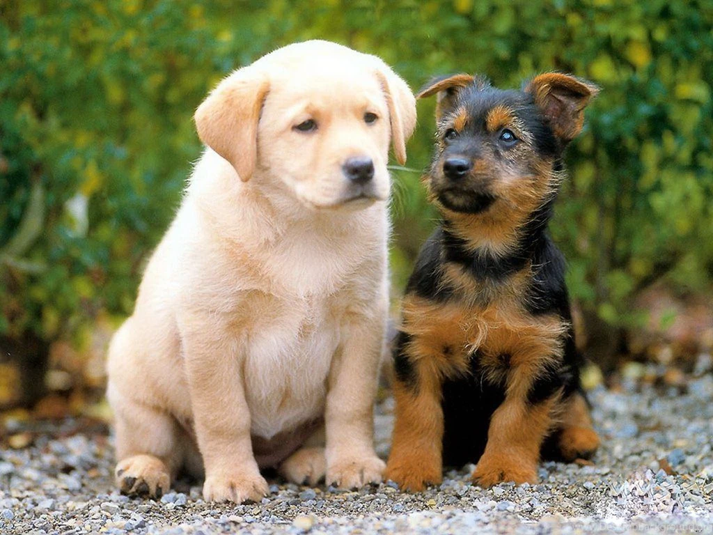 Cute Dog Wallpaper hd wallpaper1 – Armbian