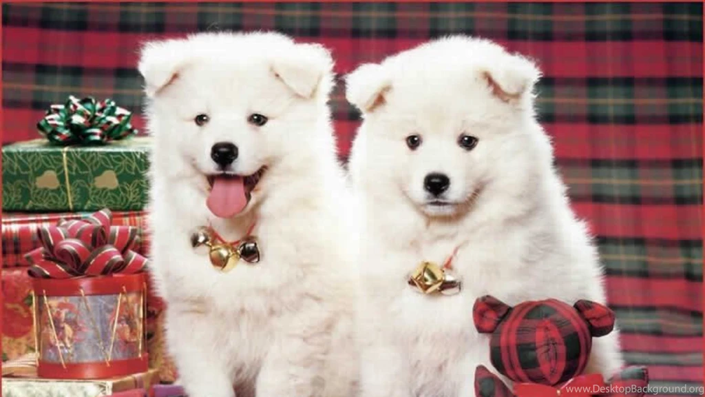 Cute Dogs Wallpapers HD Free 459871   Resimkoy