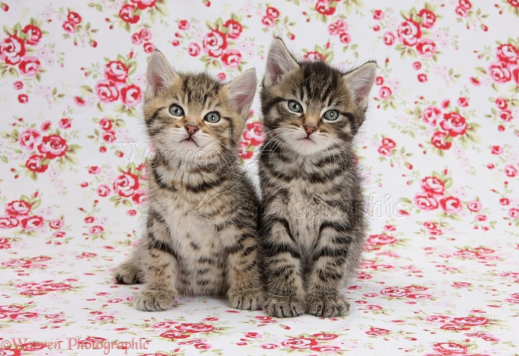 Two Cute Tabby Kittens On Flowery Backgrounds Photo WP36415