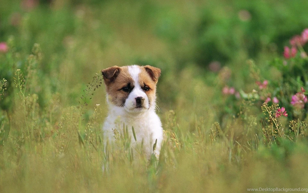 Cute Dog Backgrounds Wallpapers Cave