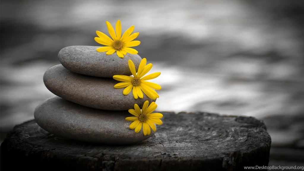 Black In White And Flower Colorfull Hd Wallpapers