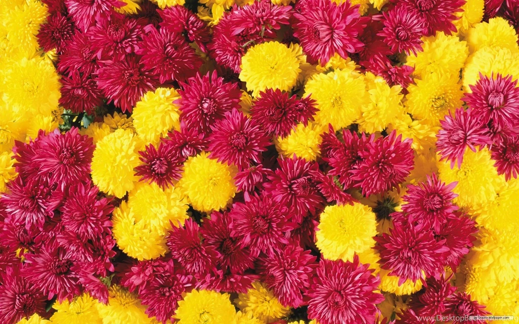 Free Wallpapers Free Flower Wallpapers Beautiful Flower ...
