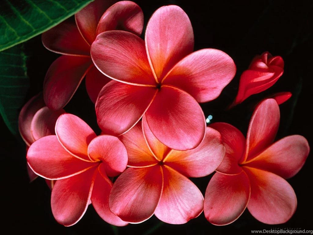 Flower 6, Flowers Flower Flowers Flower Flowers Flower