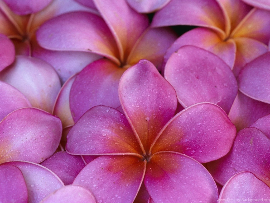 Flowers Hawaii Pink Flowers Plumeria Wallpapers