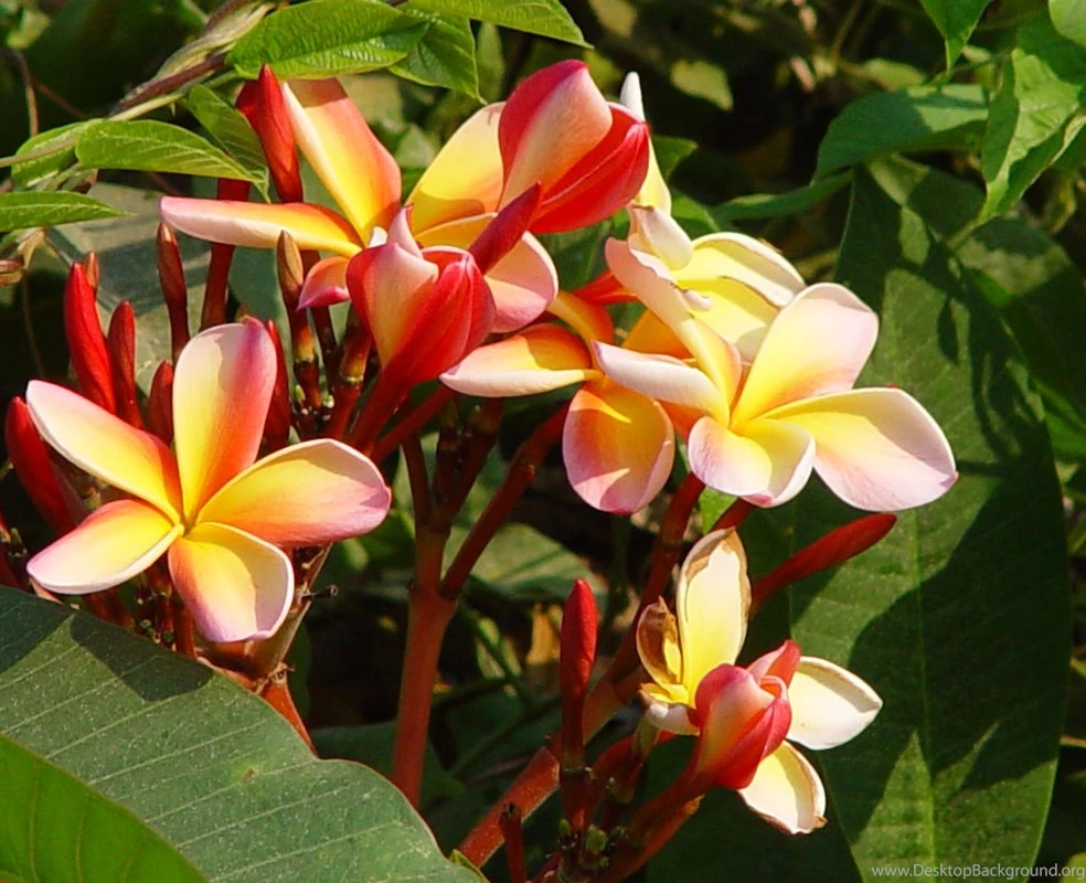 Hawaiian Flower, Exotic Flowers, Wallpapers, Computer Desktop ...