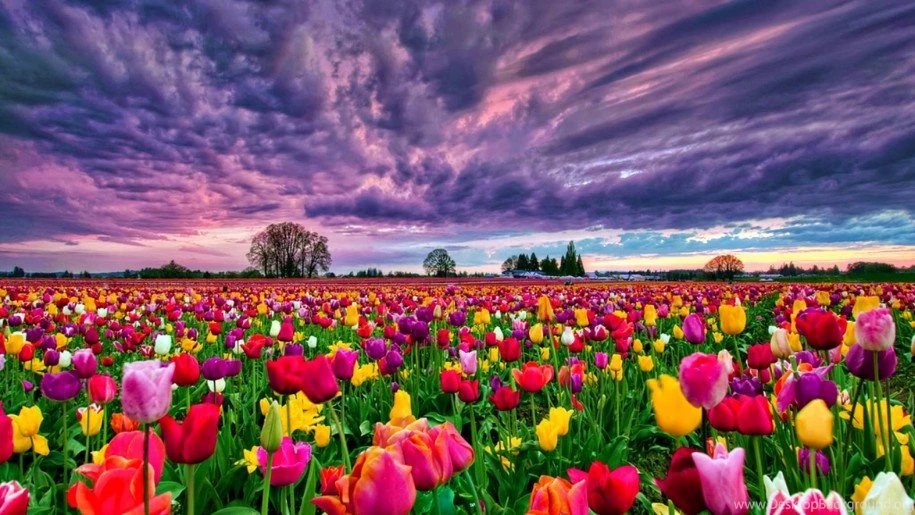 Tulips Field At Sunset Desktop Backgrounds 498470 : Wallpapers13.com