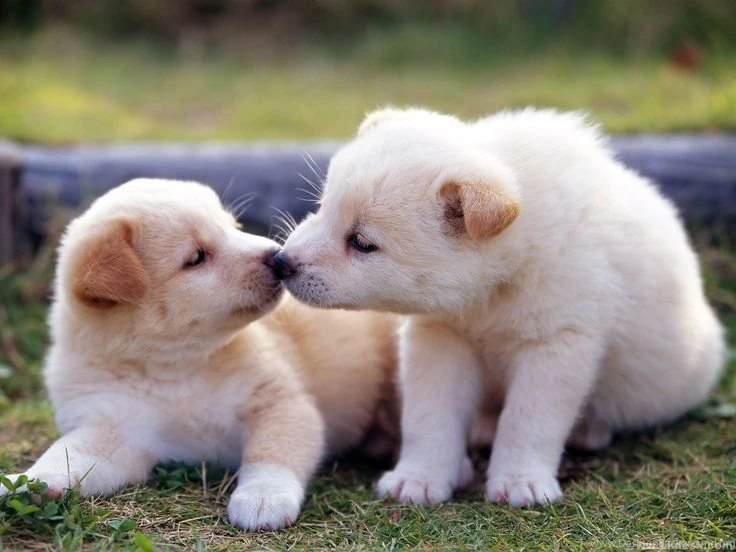 German Shepherd Puppies Wallpapers