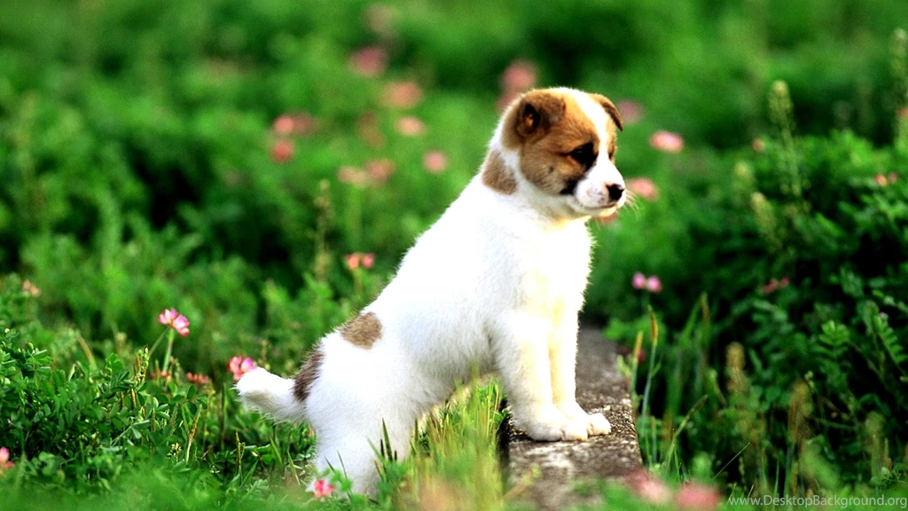 Puppy Wallpapers ACK WallPey