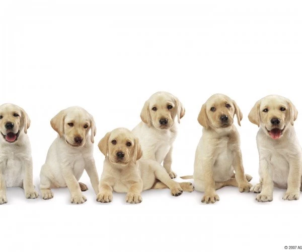 Cute Puppies HD Wallpapers Download HD Wallpapers Online Free