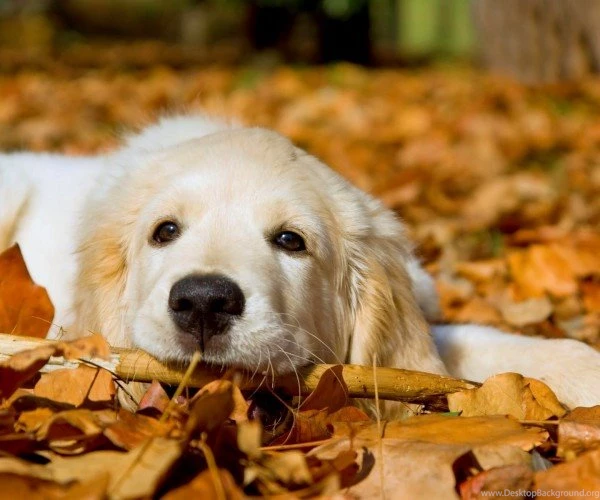 Cute Puppies HD Wallpapers Download HD Wallpapers Online Free
