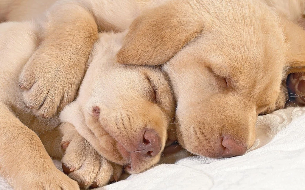 Download Lab Puppy Wallpapers Desktop