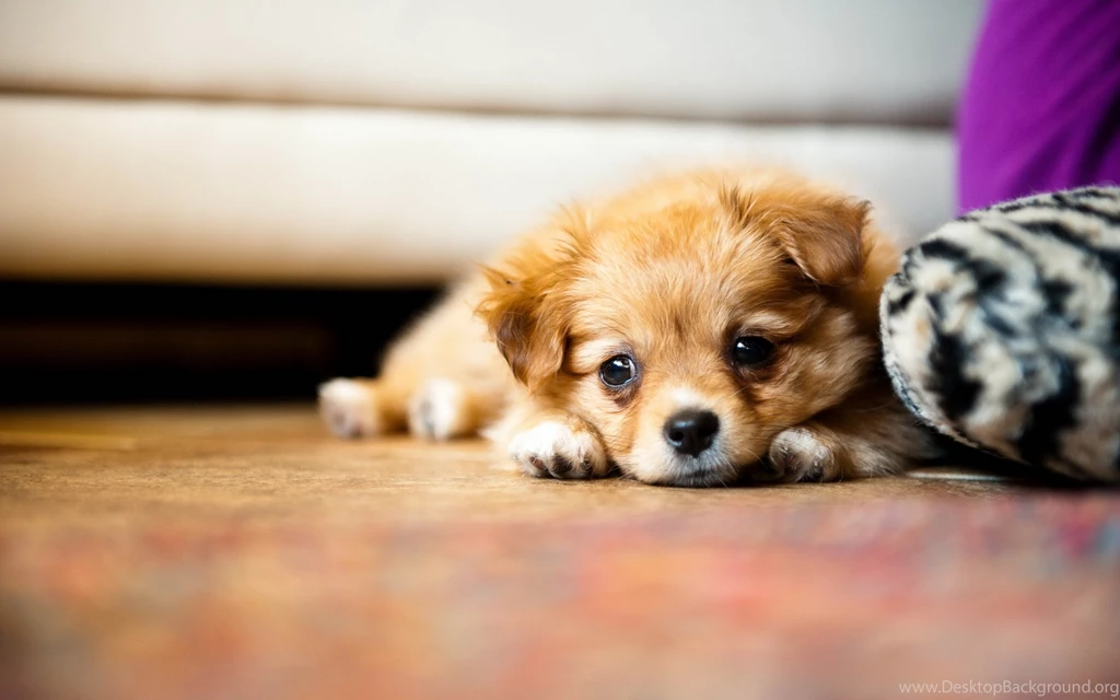 Cute Little Puppies Free Download Wallpapers 4330 Hd Wallpapers ...