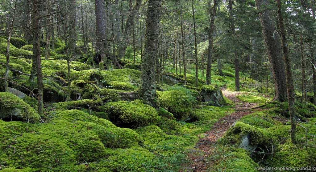 Baxter Creek Trail In Great Smoky Mountains National Park ...
