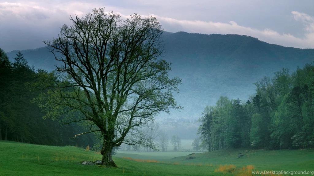 Foggy Sunrise Cades Cove Great Smoky Mountains National 1510261