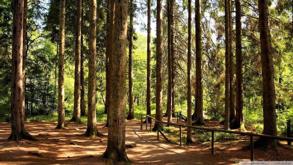 Woods Backgrounds Wallpapers HD