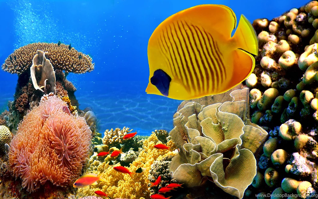 Coral Reef Wallpapers