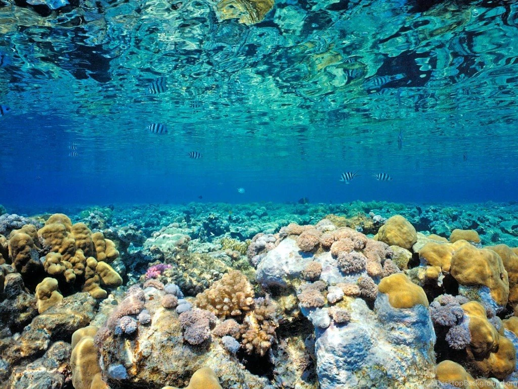 Coral Reef Wallpapers Hd 2 Nature