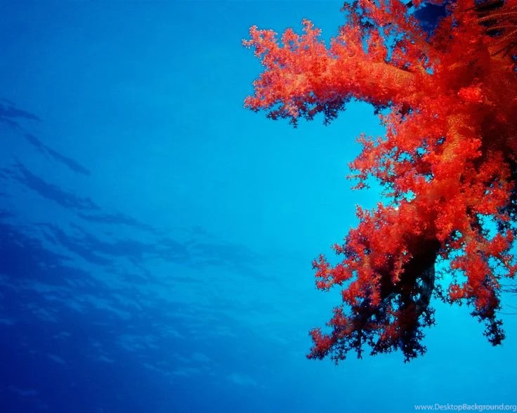 Pictures 1152×864 Coral Reef Wallpapers Free Wallpapers Download ...