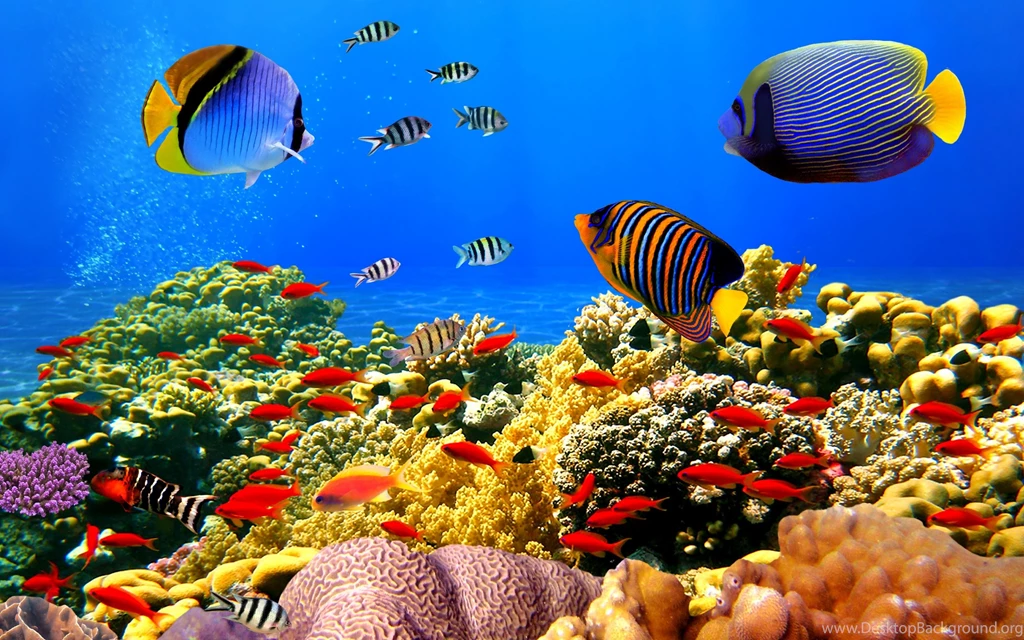 Tropical Coral Reef 2880 X 1800 Retina Display Wallpapers