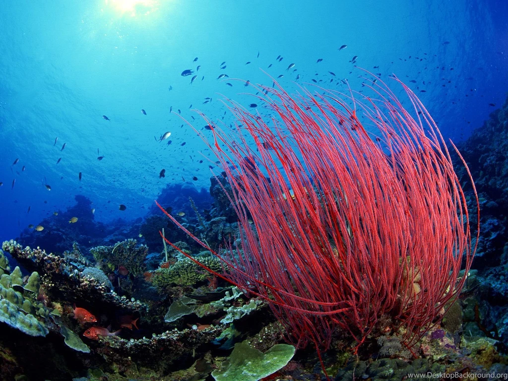 Nature : Coral Reef Wallpapers 150×150 Beautiful Coral Reef HD ...