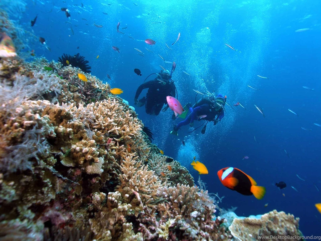 3 Fish Roaming Around Coral Reef Inside Sea Wallpapers 1094 ...