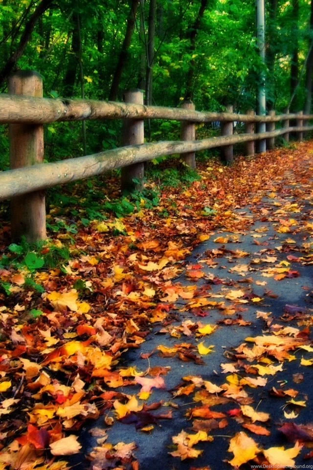 Fall Phone Wallpapers
