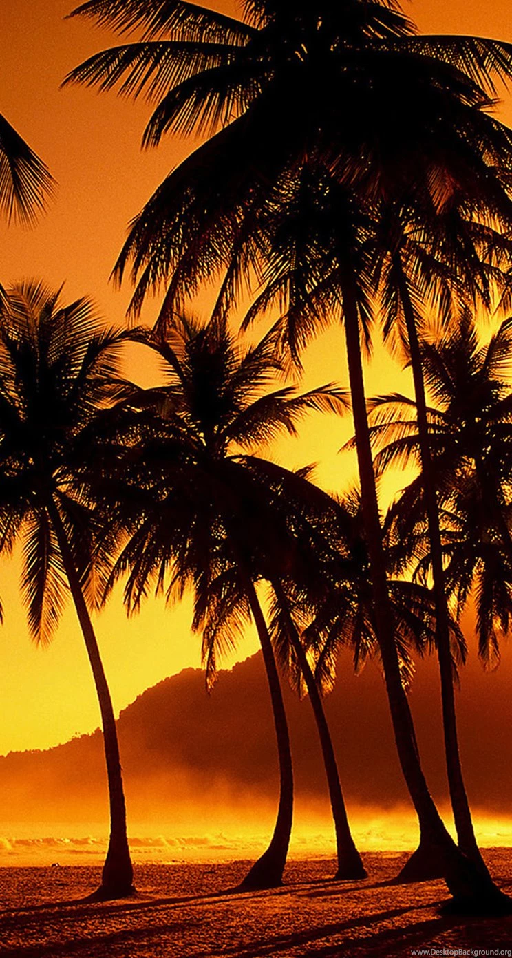 Nature Golden Sunset Palm Beach iPhone 5s Wallpapers Download ...