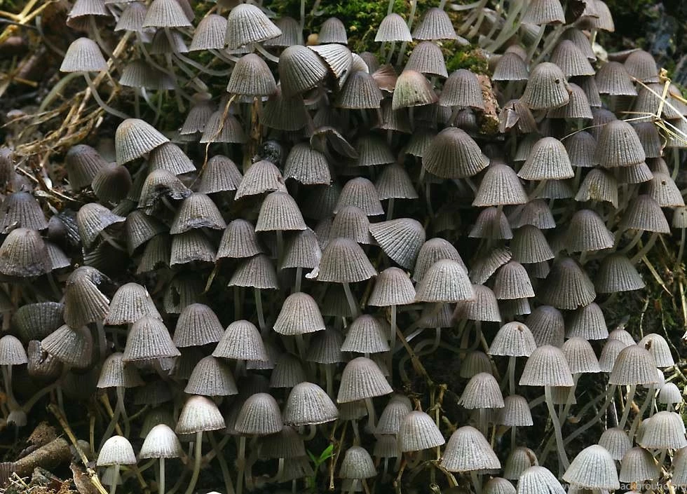 Fungi Of The Czech Republic