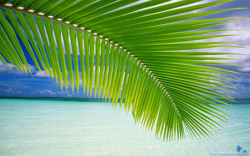 Beach Palm Green Leaf   Beach Wallpapers