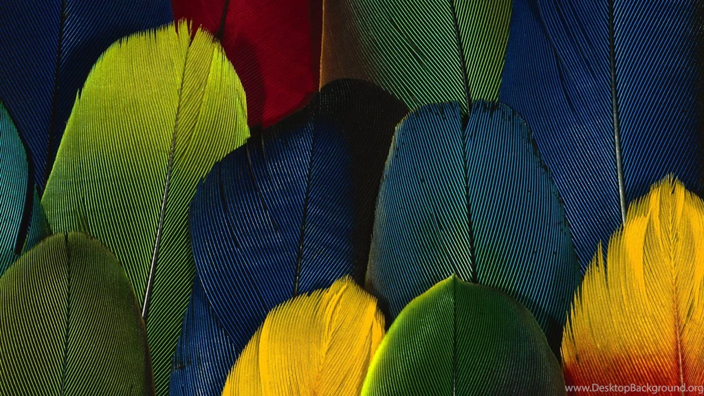 Abstract Colorful Feathers Free High Definition Wallpapers ...
