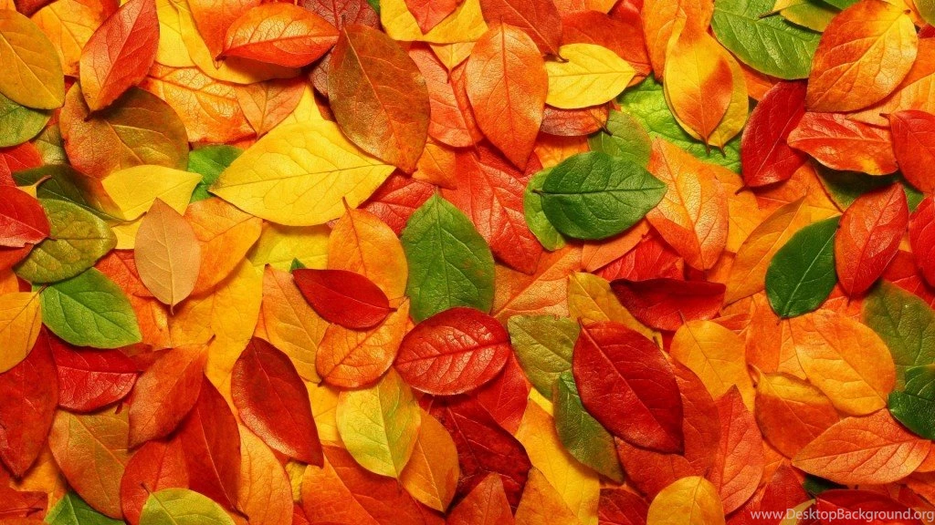 Cute Colorful Wallpapers Collection Gallery Free Downlaod