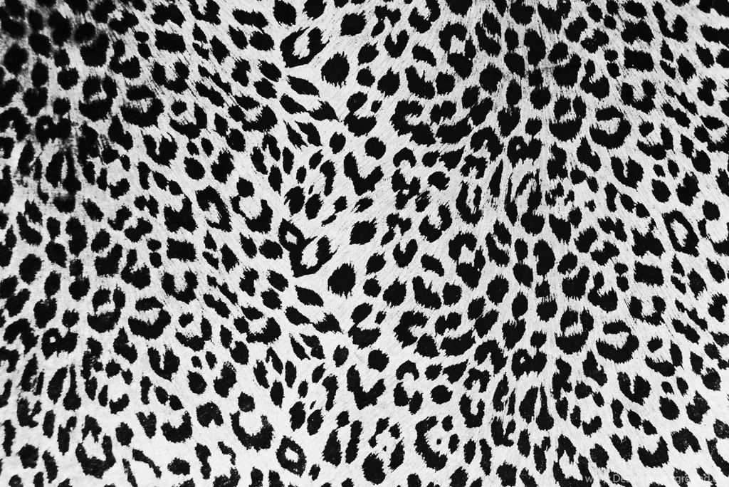 Leopard Print Wallpapers Hd Wallpapers