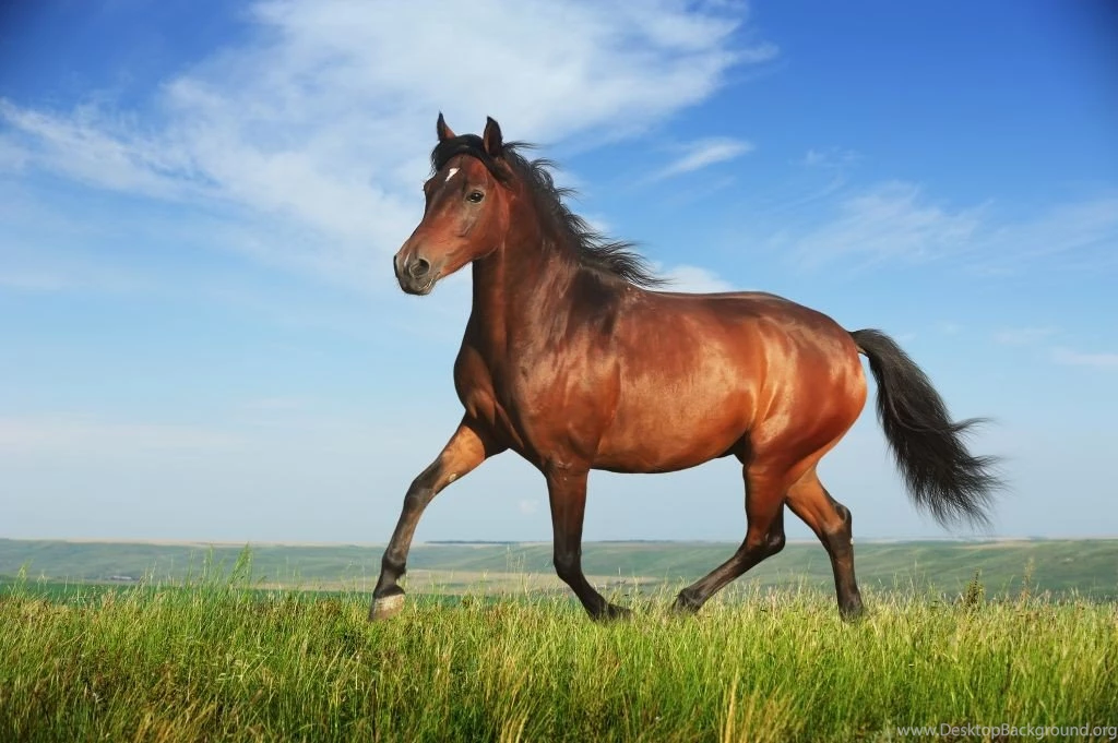 Beautiful Horse Desktop Backgrounds