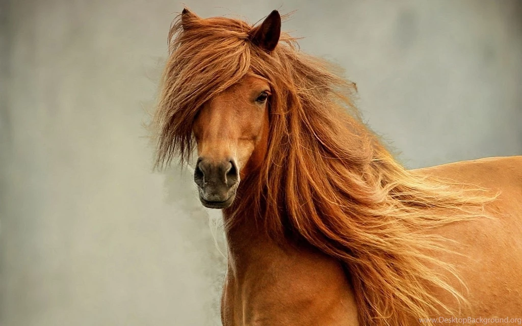 Horse Hd Widescreen Desktop Wallpapers Wallpapers At GetHDPic.com