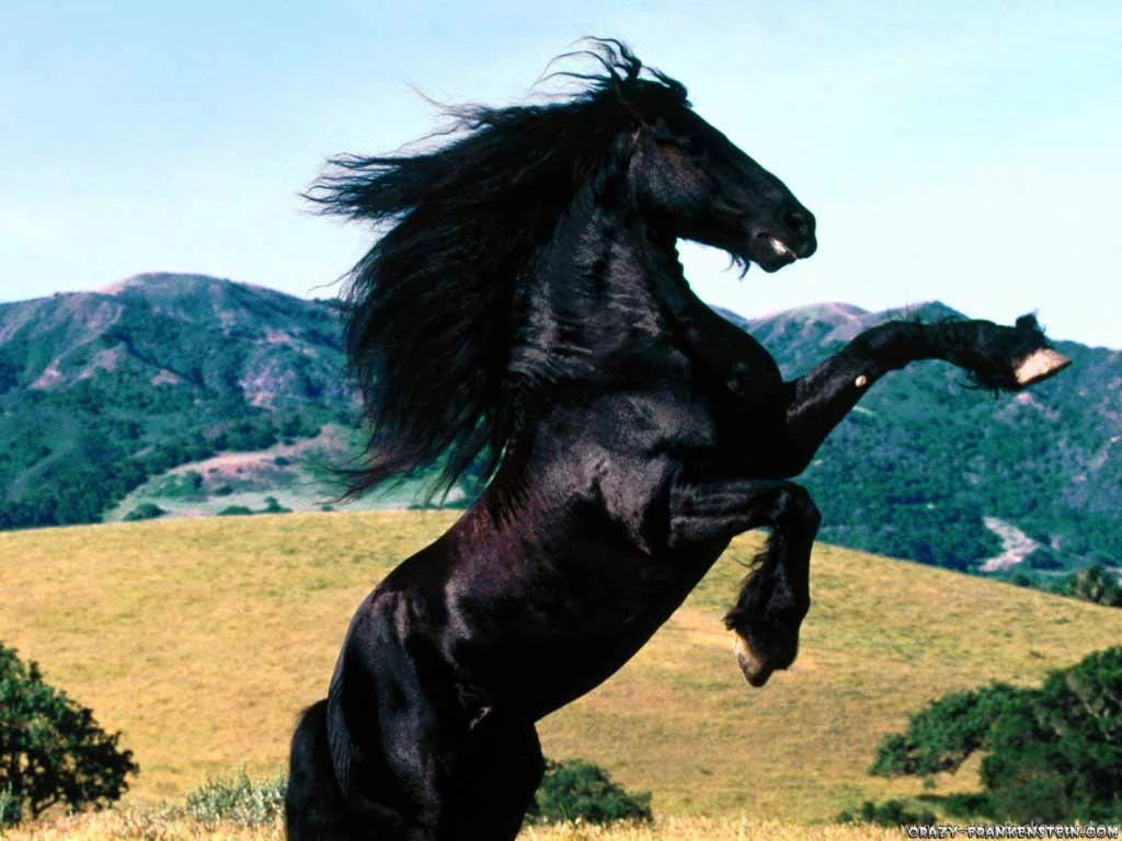 Black Horse HD Wallpapers