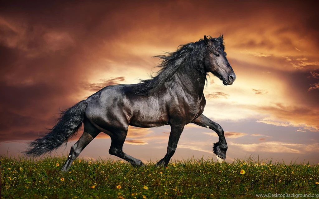 Arabian horse widescreen images high resolution desktop wallpapers.jpg