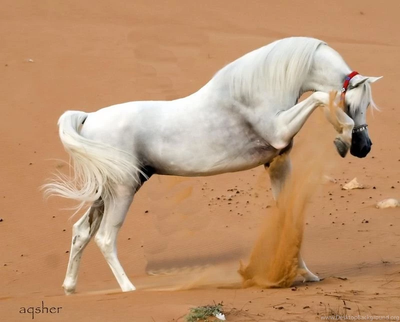 Horses Wallpapers – Free Horses Desktop Wallpapers