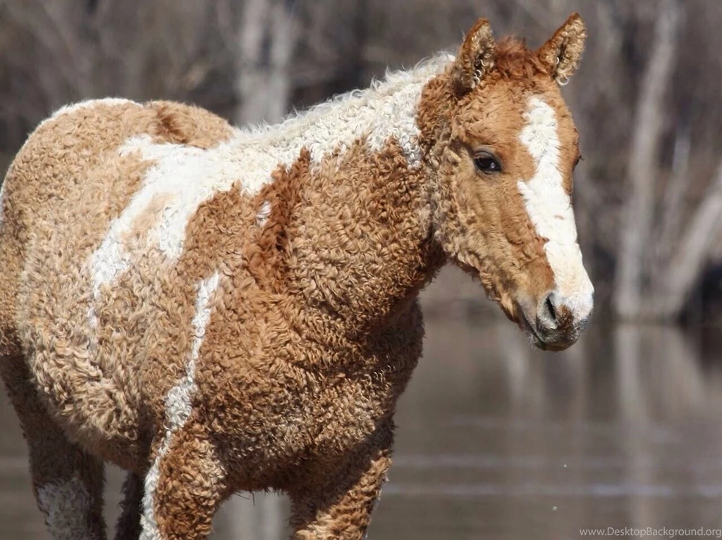 Horses: Time Horse Animal Beautiful Strange Free Desktop Wallpapers ...