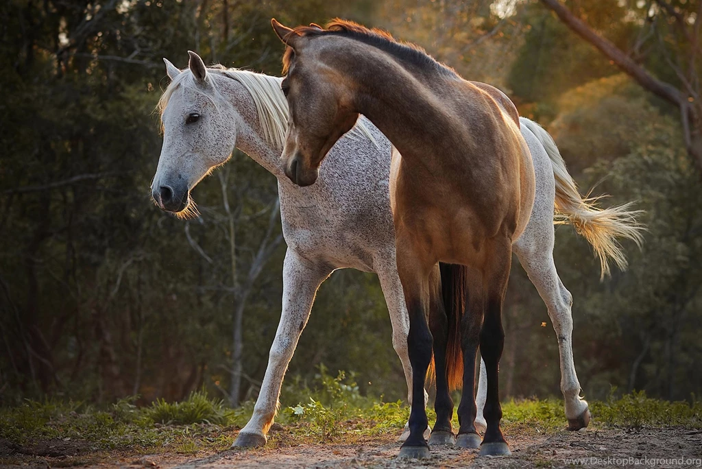 Two Beautiful Horses